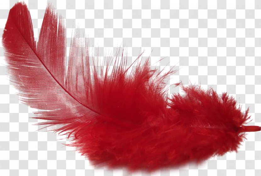 Bird Feather PhotoScape Clip Art - Gimp Transparent PNG
