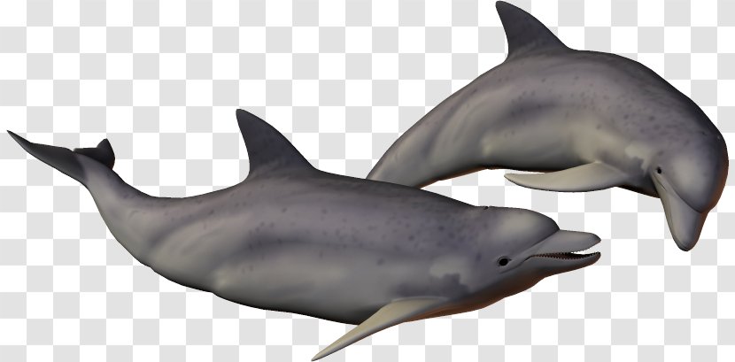 Striped Dolphin Common Bottlenose Short-beaked Rough-toothed Tucuxi - Porpoise - Dolphins Transparent PNG