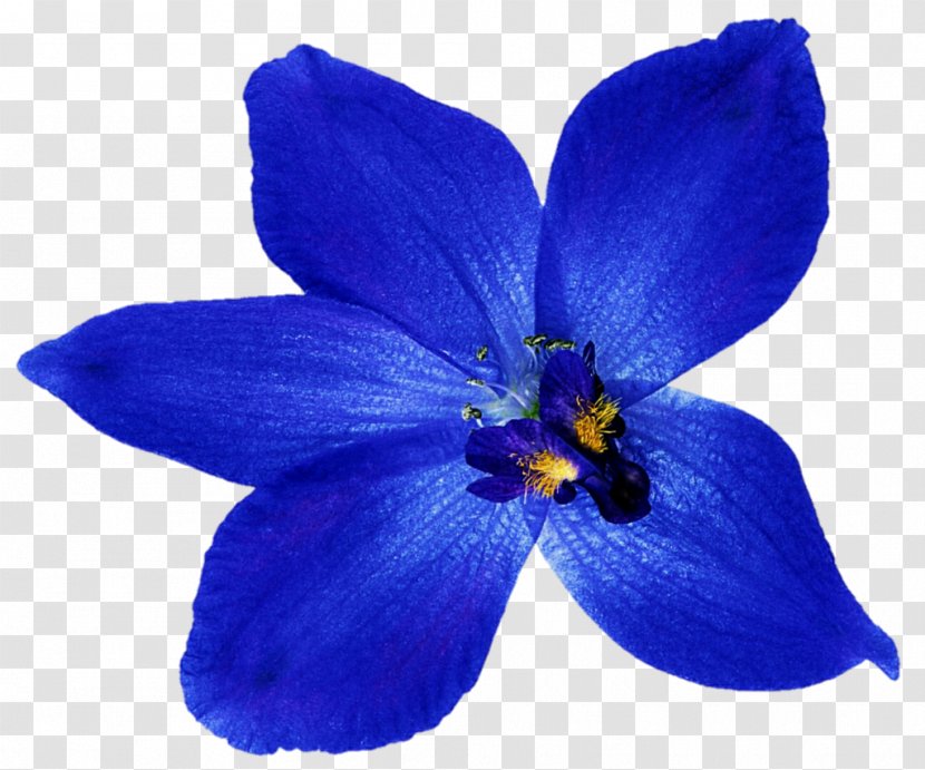 Blue Flower Orchids Clip Art - Deviantart Transparent PNG