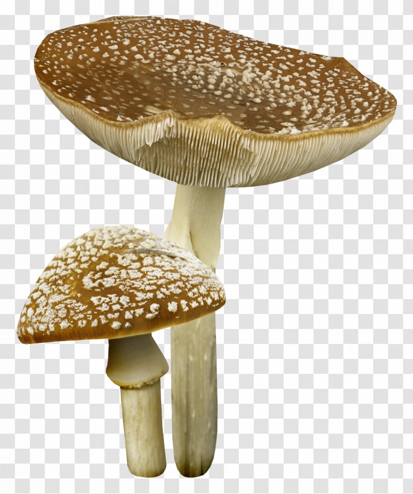 Mushroom Clip Art - Digital Image - House Transparent PNG