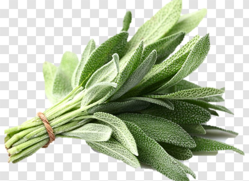 Common Sage Organic Food Herb Vegetable Summer Savory - Supermarket Transparent PNG