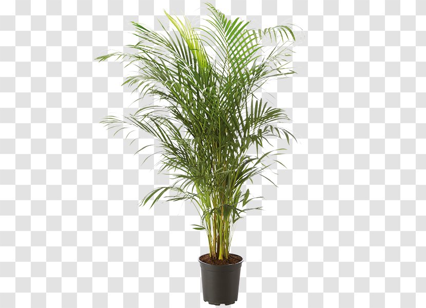 Houseplant Rhapis Excelsa Arecaceae Flowerpot - Color - Dypsis Lutescens Transparent PNG