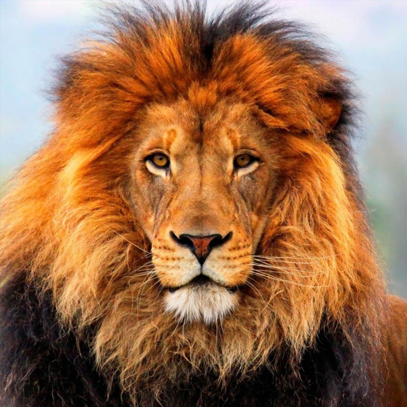 United States Asiatic Lion Wildlife Organization Born Free Foundation - Fur Transparent PNG