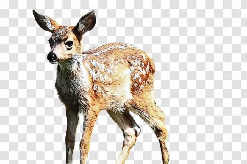 Deer Wildlife Roe Terrestrial Animal Musk - Hunting Decoy - Fawn Transparent PNG