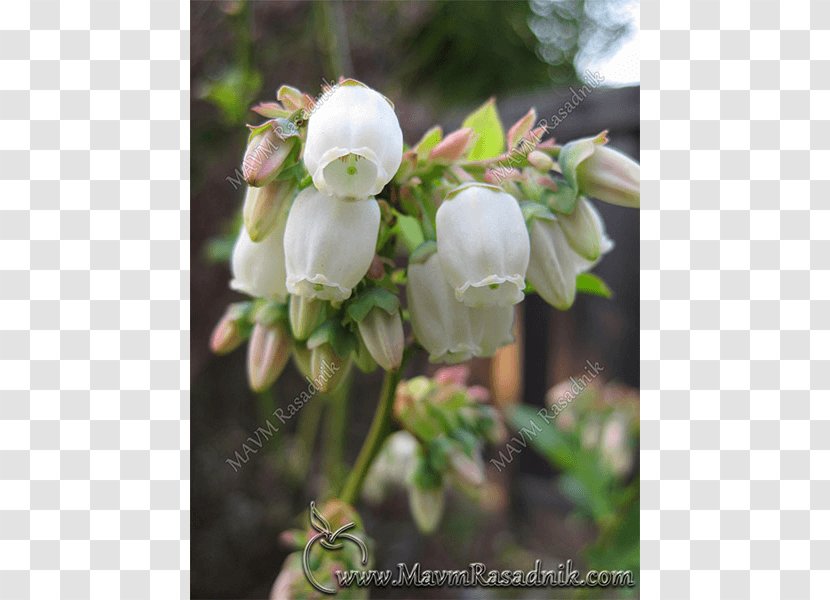 Highbush Blueberry European Plant Floral Design - Floristry - Vaccinium Corymbosum Transparent PNG