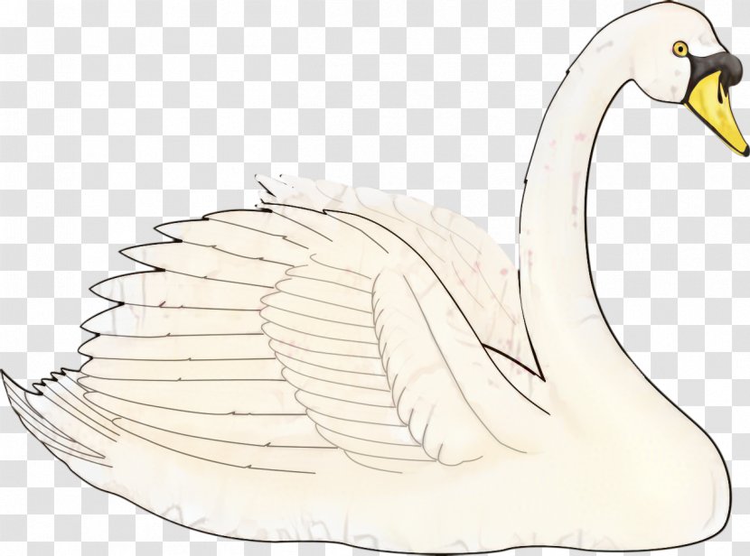 Bird Line Drawing - Beak - Trumpeter Swan Transparent PNG
