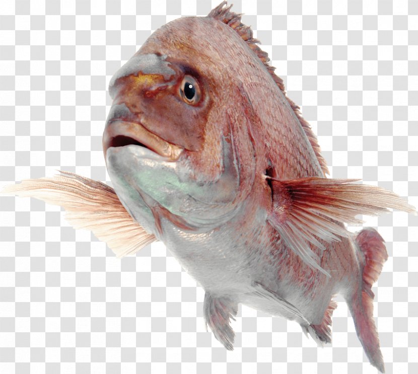 Image Clip Art Adobe Photoshop - Seafood - Fish Transparent PNG