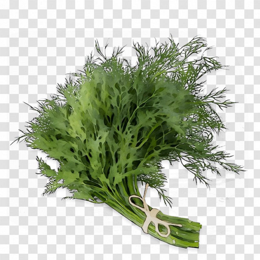 Parsley - Artemisia - Plant Transparent PNG