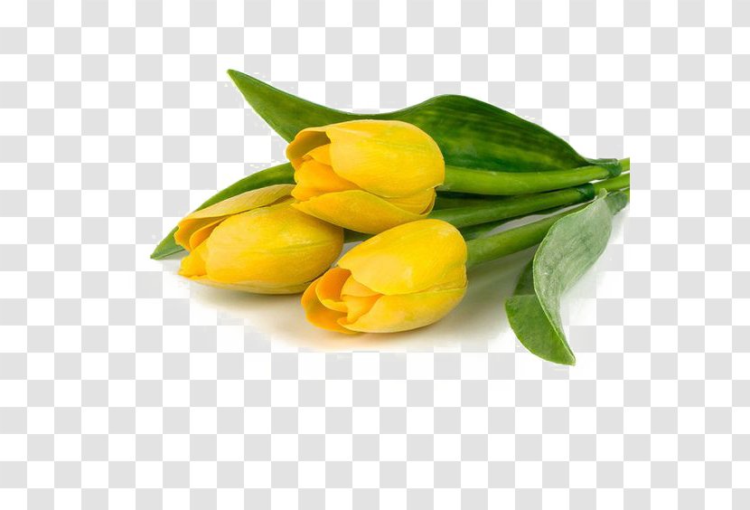 Tulip Flower Bouquet Yellow Polyvore Transparent PNG