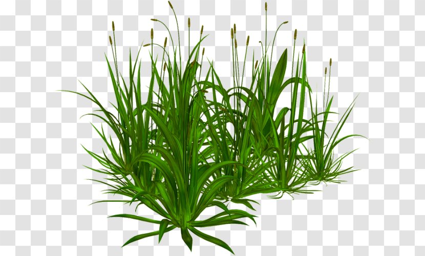 Sweet Grass Tree Shrub Grasses Aquarium Transparent PNG