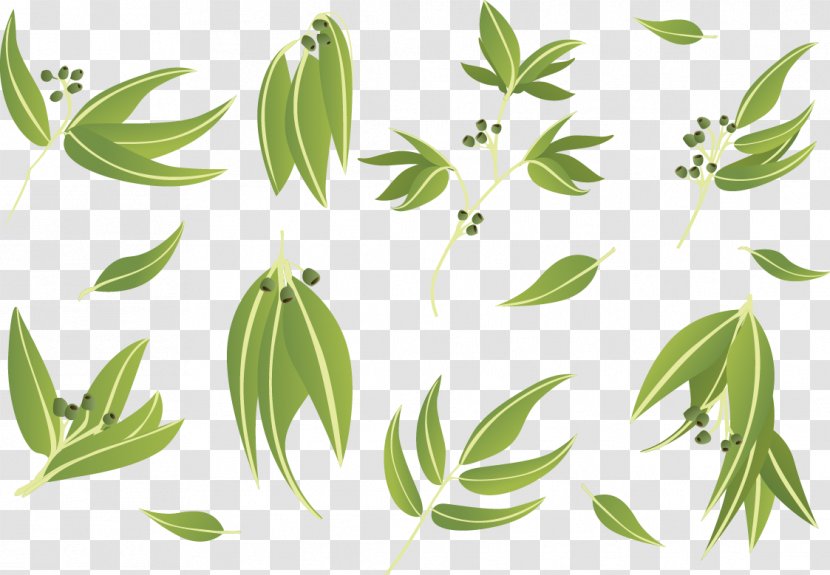 Gum Trees Leaf Euclidean Vector - Combination - Eucalyptus Leaves Doing Cutout Transparent PNG