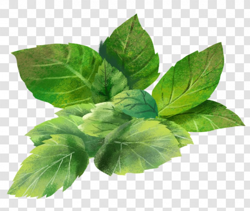 Leaf Flower Plant Herb Basil - Food - Vegetable Transparent PNG