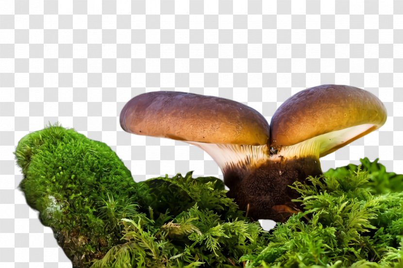 Mushroom Nature Edible Natural Landscape Medicinal - Agaricaceae - Fungus Transparent PNG