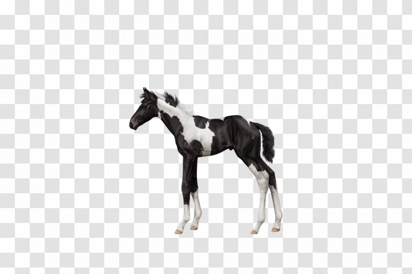 Stallion Foal Mustang Colt Mare - White Transparent PNG
