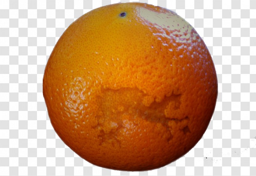 Clementine Orange Tangerine Scar - Scars Of Oranges Transparent PNG