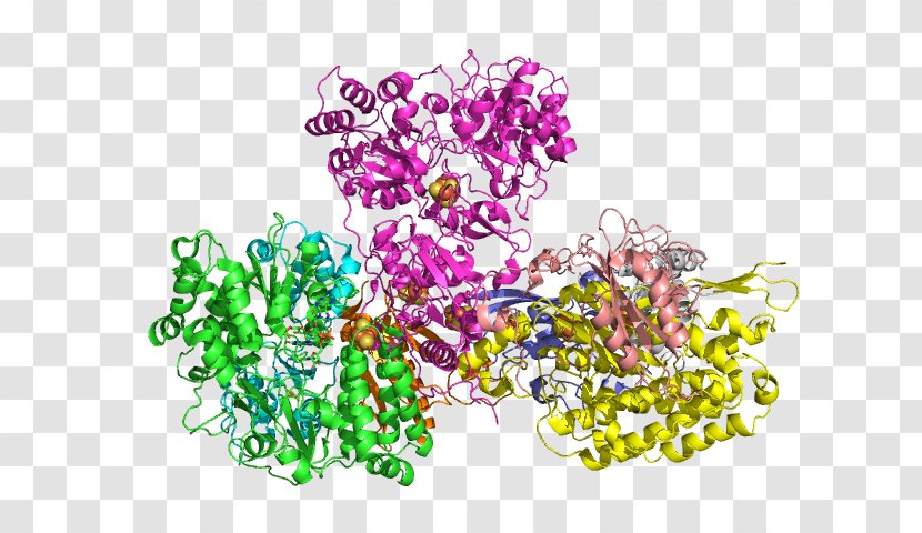 Nicotinamide Adenine Dinucleotide NADH Dehydrogenase (quinone) Respiratory Complex I - Electron Transport Chain Transparent PNG