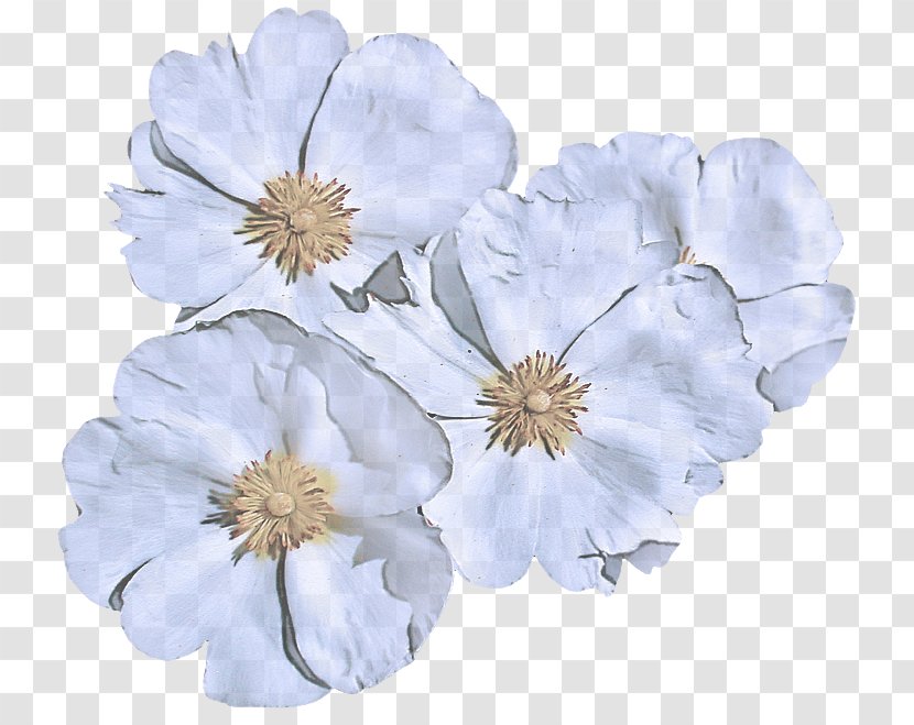Petal White Flower Plant Cut Flowers - Flowering - Blossom Wildflower Transparent PNG