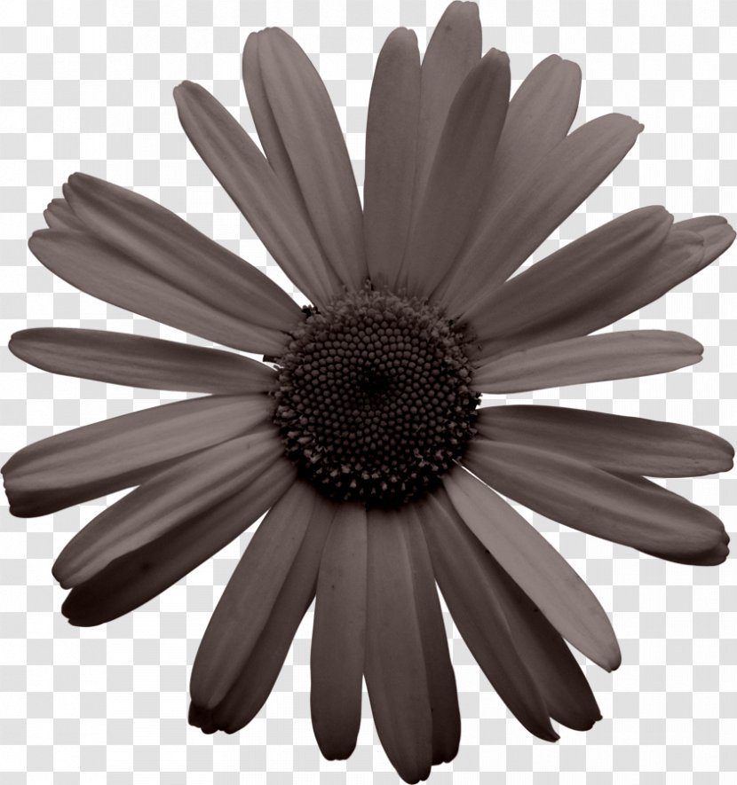 Common Daisy Bell Black And White - Gerbera - Flower Transparent PNG