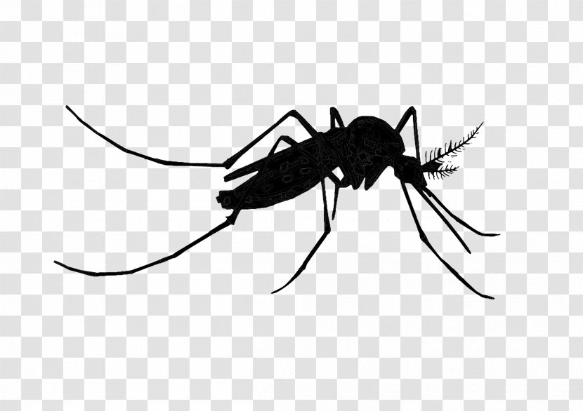 Mosquito Insect Black & White - Organism - M Transparent PNG