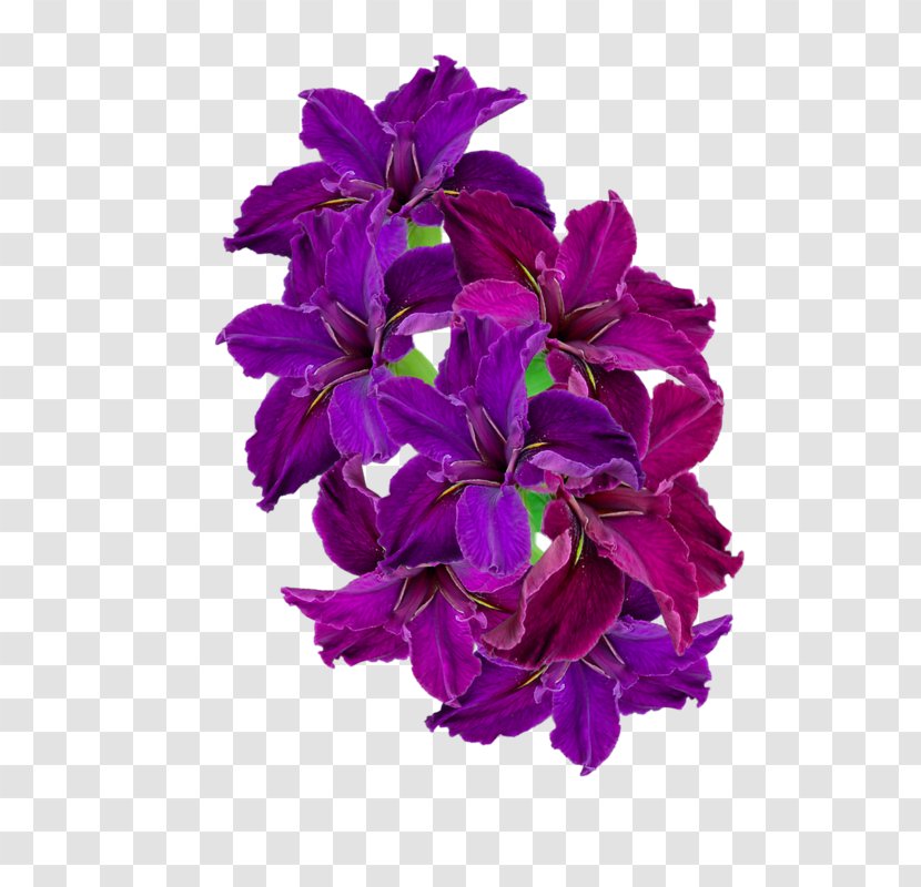 Violet Purple Flower Petal Plant - Cut Flowers Pink Transparent PNG