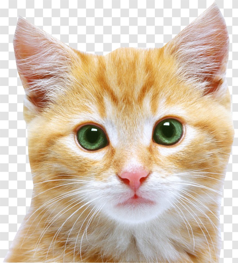 Kitten Feral Cat Puppy - Aegean - Face Transparent PNG