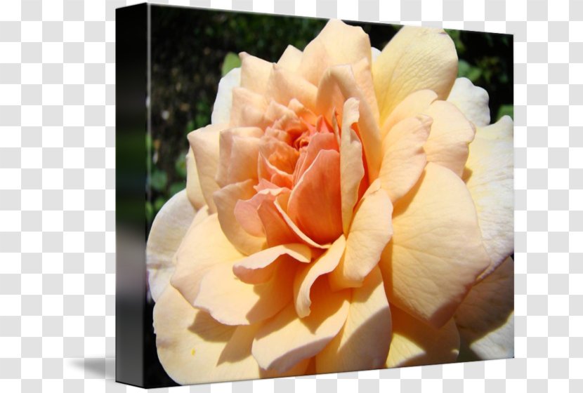 Floribunda Garden Roses Centifolia Art Floristry - Rosa - Flower Transparent PNG