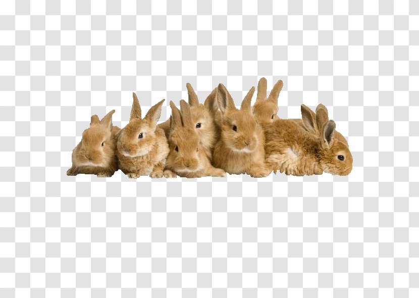 Easter Bunny Rabbit High-definition Television Wallpaper - A Pile Of Transparent PNG
