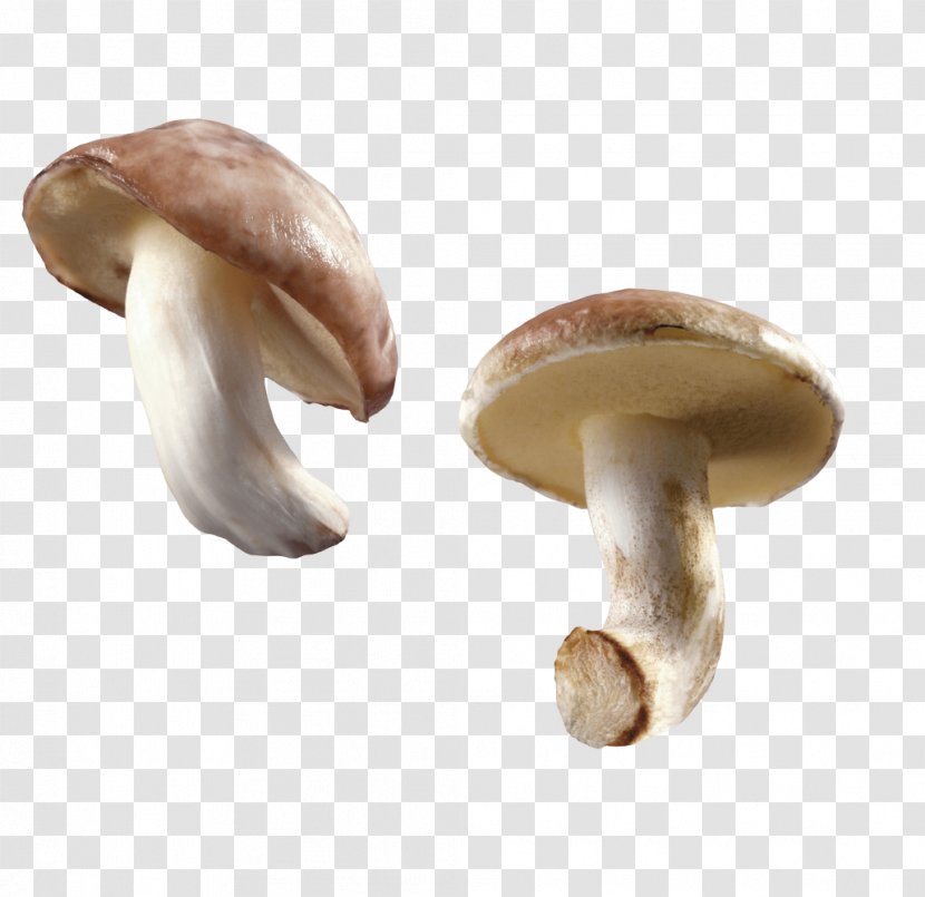 Edible Mushroom Lactarius Deliciosus Chanterelle - Two Fresh Small Mushrooms Transparent PNG