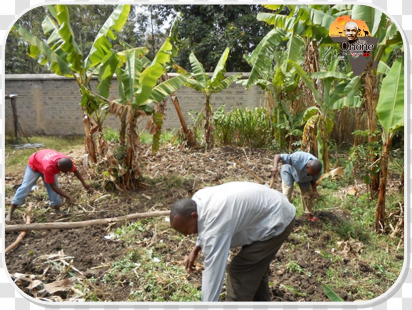 Crop Plant Community Soil Plantation Farmworker Transparent PNG