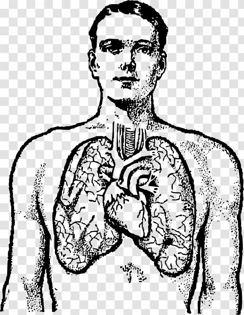 Lung Human Body Heart Clip Art - Small Lungs Cliparts Transparent PNG