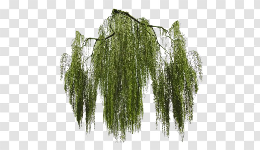Weeping Willow Tree Clip Art - Woody Plant Transparent PNG
