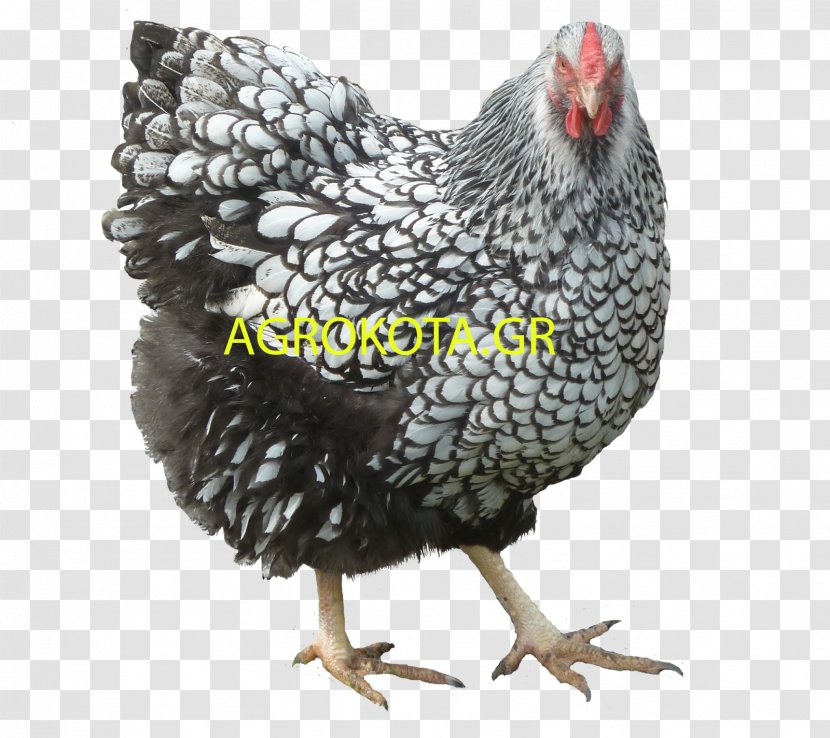 Rooster Australorp Orpington Chicken Poultry Breed - Livestock - Hen Species Transparent PNG