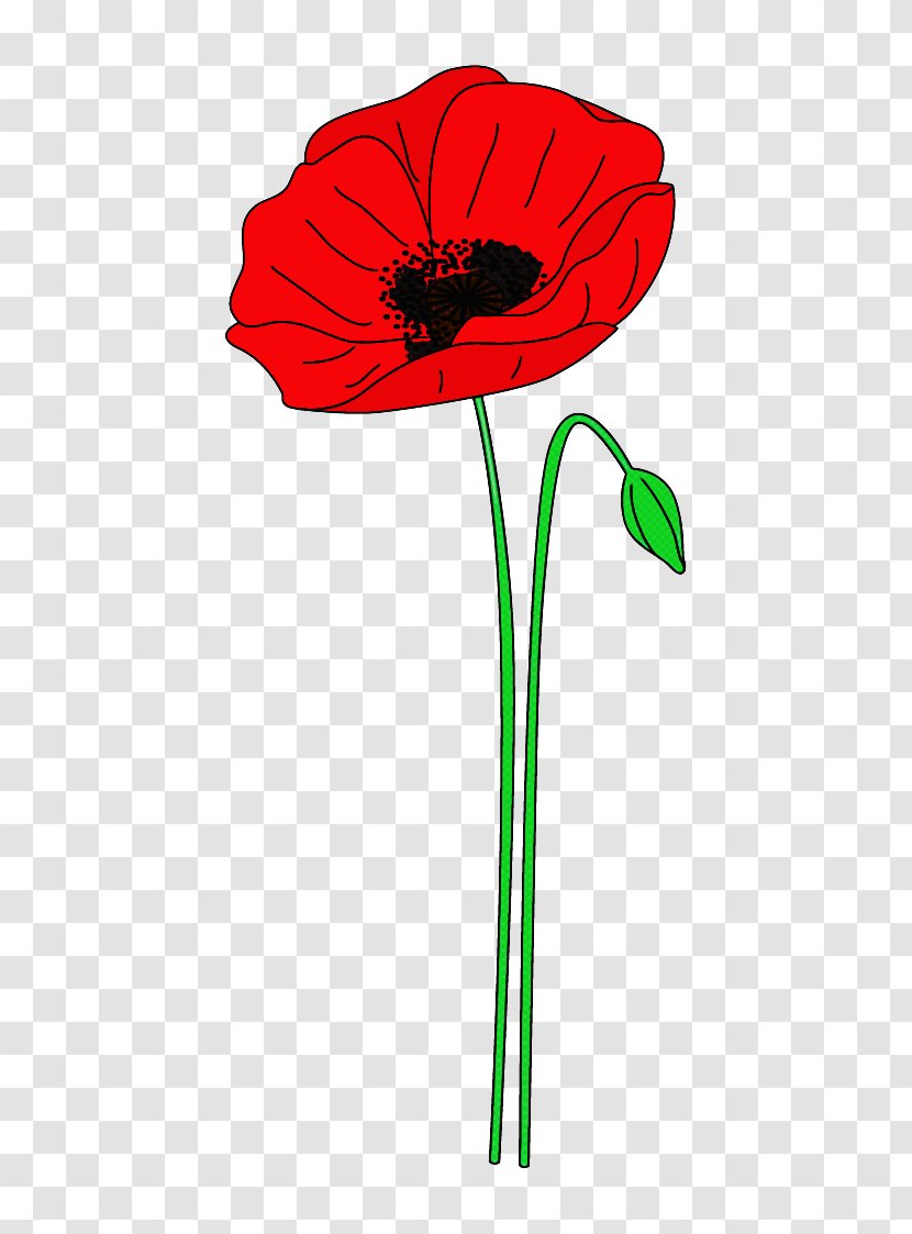 Flower Red Plant Stem Coquelicot - Petal - Corn Poppy Transparent PNG