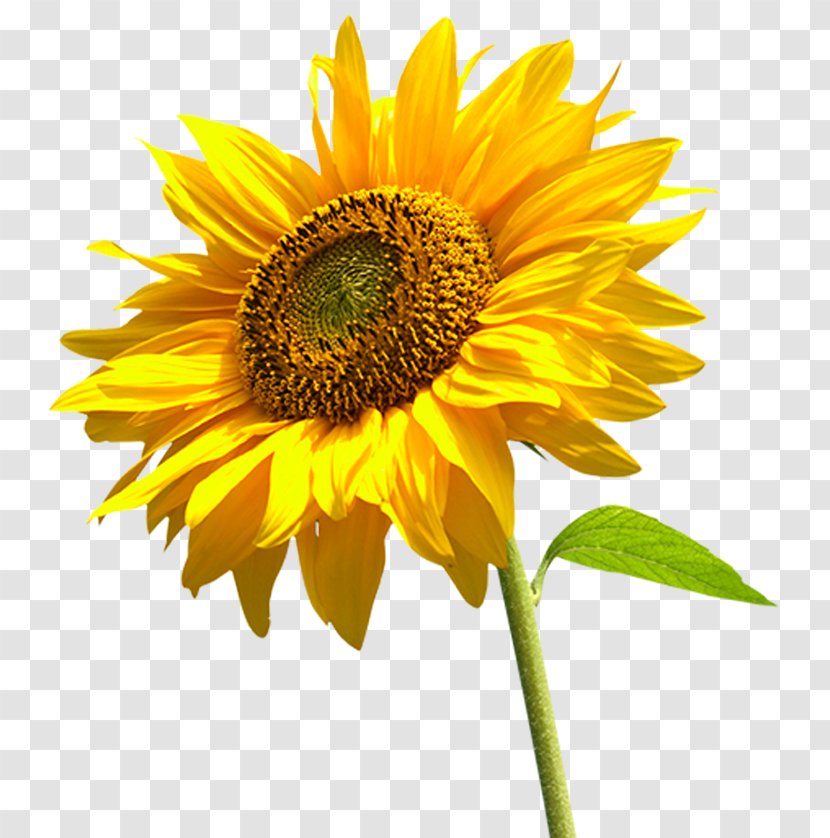 Image Desktop Wallpaper Illustration Sunflower - Daisy Family Transparent PNG