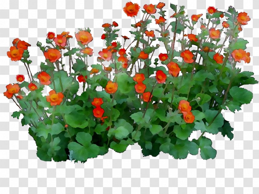 Flowering Plant Annual Herb Groundcover - Flower Transparent PNG