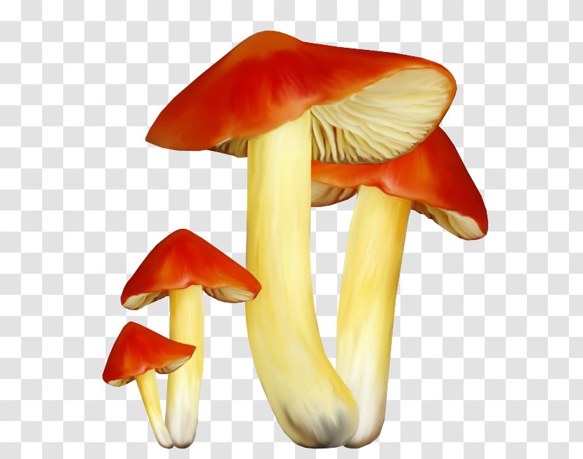 Fungus Mushroom Clip Art - Computer Graphics Transparent PNG