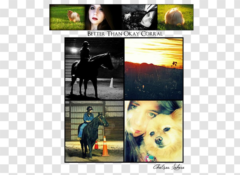 Collage Horse Photomontage Desktop Wallpaper Advertising - Poster - Happy Dog Transparent PNG