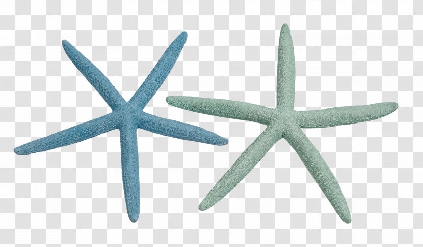 Starfish Invertebrate Seashell Color Drawing - Colored Transparent PNG