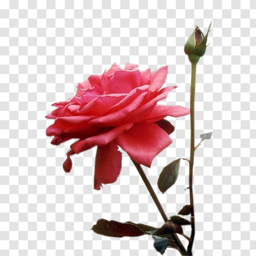 Garden Roses Nosso Amor Se Eternizando Cabbage Rose Cut Flowers - Bud - Post It Rosa Transparent PNG