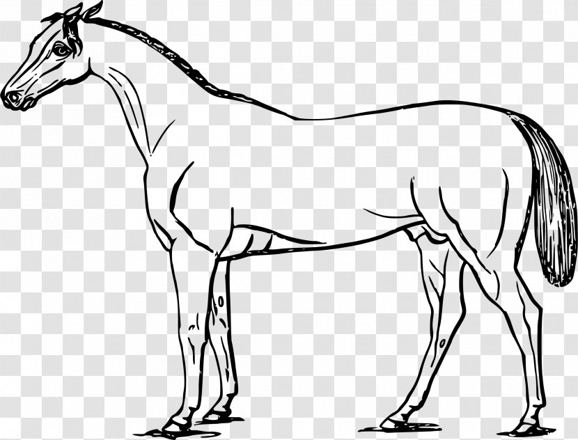 Mustang Mule Foal Colt Transparent PNG