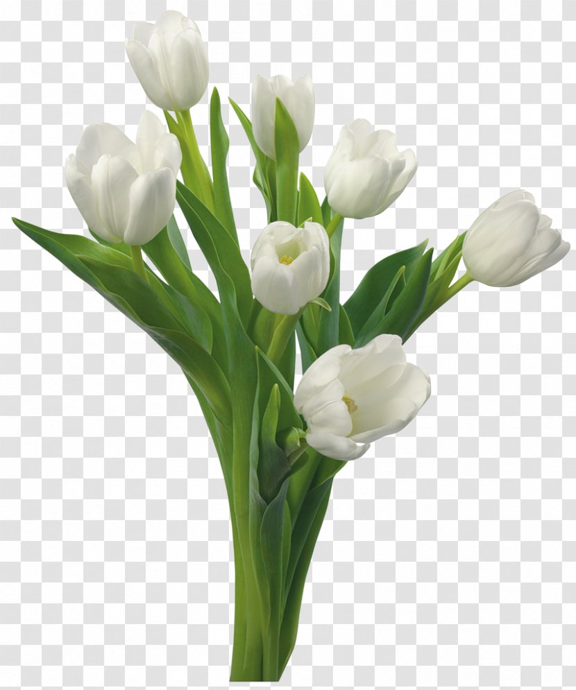Tulip Flower White Floristry Color - Vase - Banquet Transparent PNG