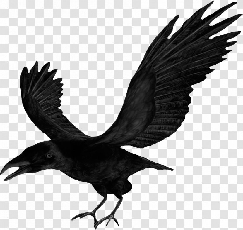 Common Raven Crow Clip Art - Wildlife - Halloween Transparent PNG