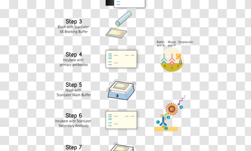 Western Blot Molecular Biology Protein System - Antibody Transparent PNG