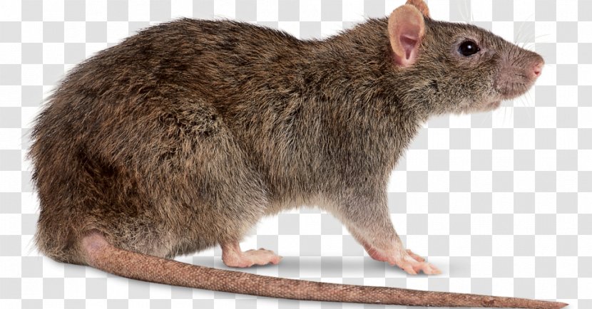 Brown Rat Black Mouse Rodent - Fur - & Transparent PNG