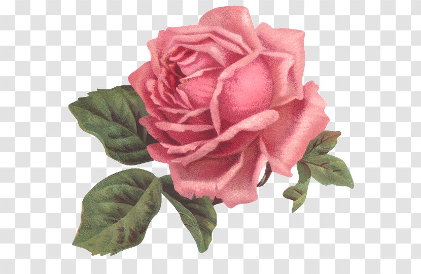 Garden Roses Flower Pink Floral Design - Rose Transparent PNG