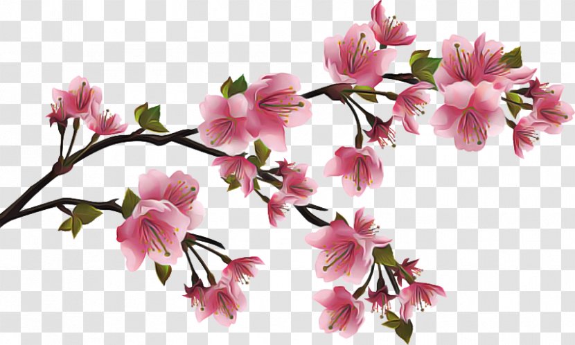 Cherry Blossom - Pink - Cut Flowers Spring Transparent PNG