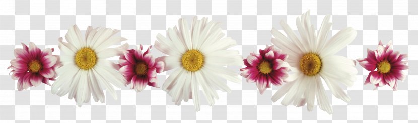 Flower Daytime Holiday Clip Art - Magenta - VIP Transparent PNG