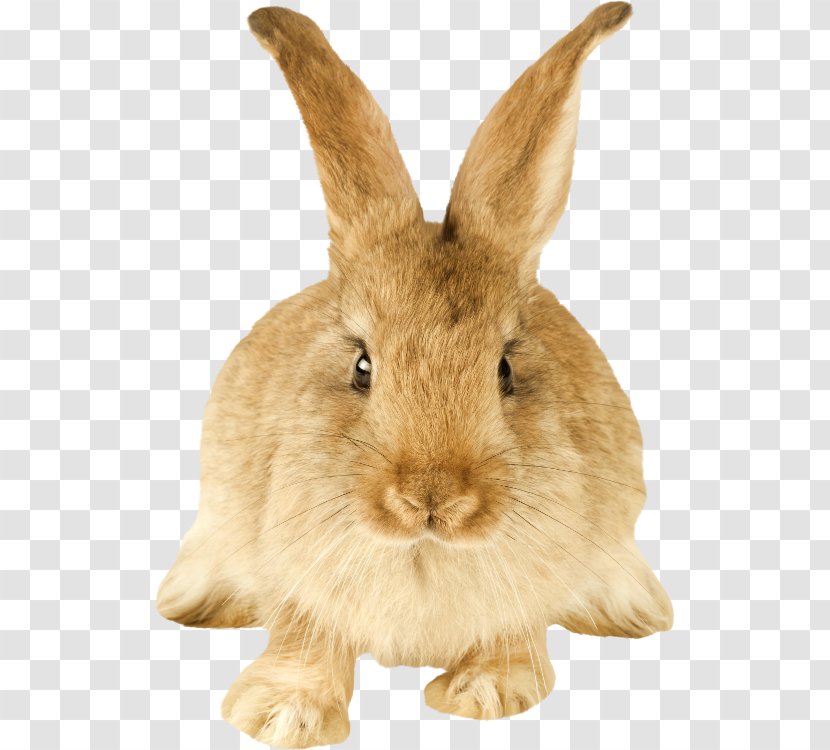 Domestic Rabbit Hare Dutch Rodent - Fur Transparent PNG