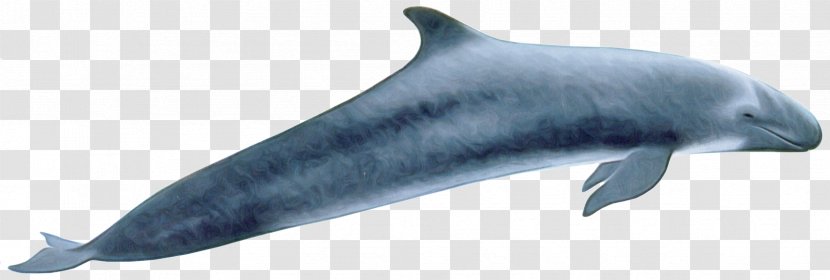 Marine Mammal Fin Cetacea Rough-toothed Dolphin - Animal Figure Common Bottlenose Transparent PNG