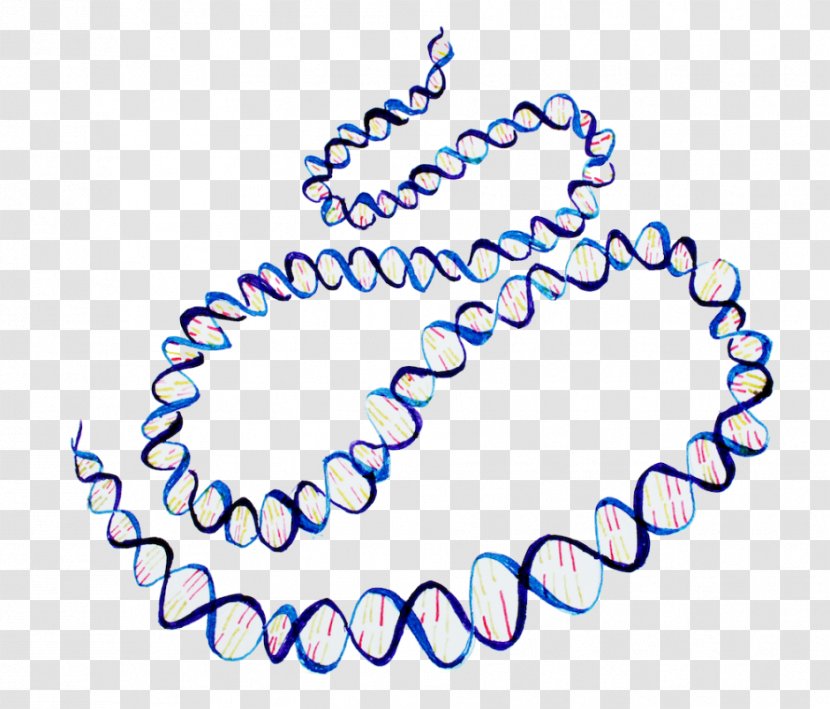 ENCODE Human Genome Project DNA Nucleic Acid Double Helix Transparent PNG